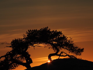 Silhouette of an old pine tree
