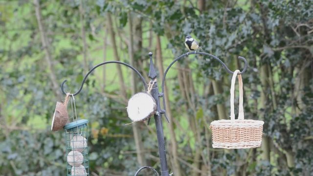 Great-tit, parus major, alone at a bird feeder, pecking at a coconut half.