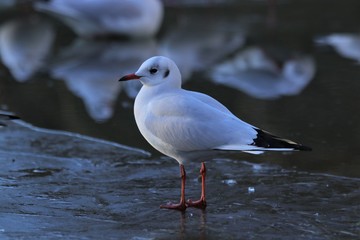 Lachmöwe (Larus ridibundus) Winterkleid