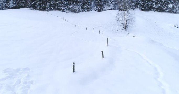 aerial flight with drone over coniferous forest in winter in austria in salzburg