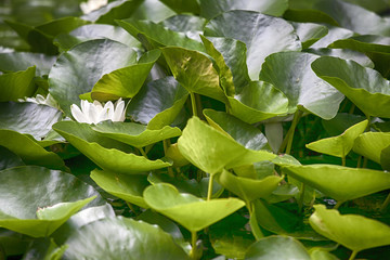 the Green Leaves of Lotus