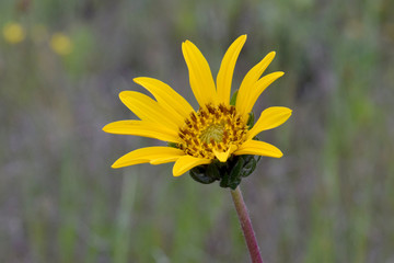 Yellow Balsam Root 01