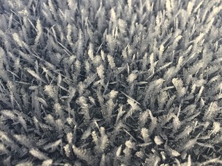 Nano Eiskristall Wald