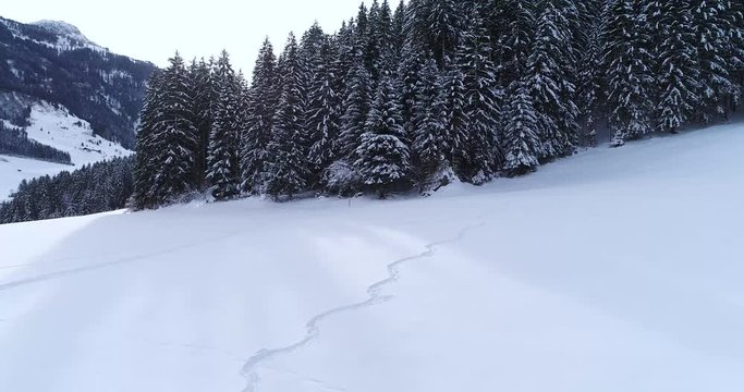 aerial flight with drone over coniferous forest in winter in austria in salzburg