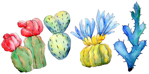 Wildflower cactus in a watercolor style isolated. Full name of the plant: cactus. Aquarelle wild flower for background, texture, wrapper pattern, frame or border.
