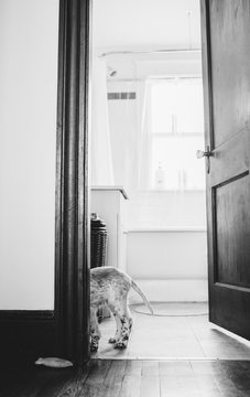 Naughty Puppy causing trouble in the bathroom