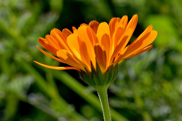 Calendula Profile