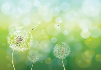Fototapeta premium Wektorowa ilustracja wiosny tło z białymi dandelions. Nasiona mniszka lekarskiego wieje z łodygi.