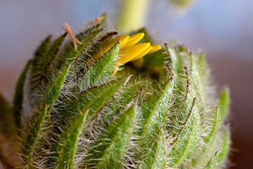 Balsam Root Bud Macro