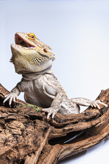 agama brodata plik © Micha