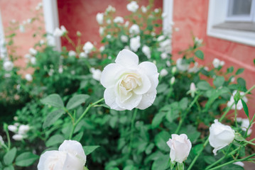 White Wet Roses on a sunny day after a storm. Red Garden Background