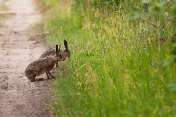 Naklejka na ściany i meble Brown hares (Lepus europaeus) at breakfast