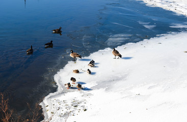 Ducks in the Winter