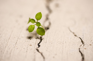 Plant growing through crack in pavement