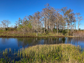 Fototapeta na wymiar windy winter swamp landscape