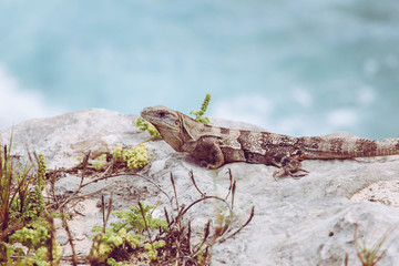 Iguana