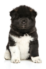 American Akita dog puppy on white background