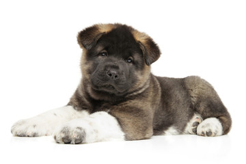 American Akita dog puppy