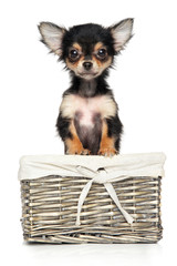 Chihuahua puppy in wicker basket