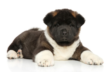 Obraz premium American Akita puppy