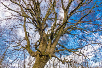 Looking up through a leafless trees silhouettes over winter sky with clouds, natural background