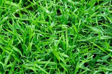 Fototapeta na wymiar Background of a green grass texture, Green grass texture from a field.