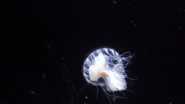 ユラユラと漂うキレイなクラゲ