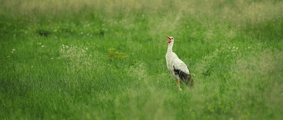 Bocian biały © Micha