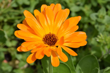 Orange Calendula