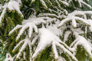 spruce covered with snow. Winter background