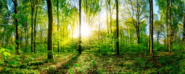 Fotobehang Spring in the forest with bright sun shining through the trees © Günter Albers
