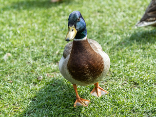 Ente im grass