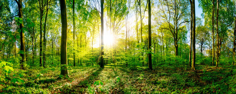 Fototapeta Spring in the forest with bright sun shining through the trees