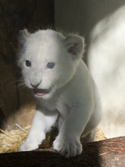 White South African lion cub
