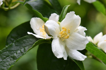 Obraz na płótnie Canvas White Flower Dew