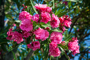 Pink oleander on the waterfront of Lake Garda, Italy.