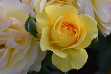 Julia Child Yellow Rose Face