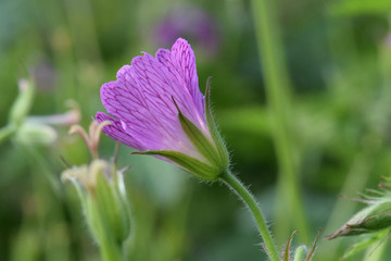 Geranium Versicolor Bud