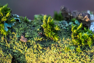 Nature Macro, a smal minigarden