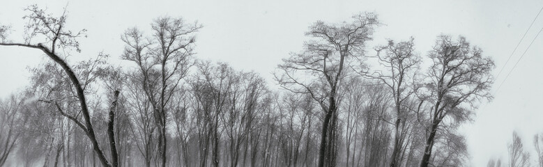 mobile photography of snow storm in the winter forest
