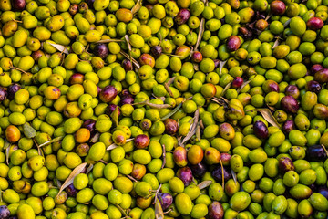 Close up of greek olives ready to be processed to extract olive oil