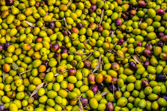 Close up of greek olives ready to be processed to extract olive oil