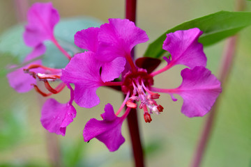 Swirling Anthers Purple Petals