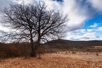 Fototapeta na wymiar Beautiful lonely tree in the field.
