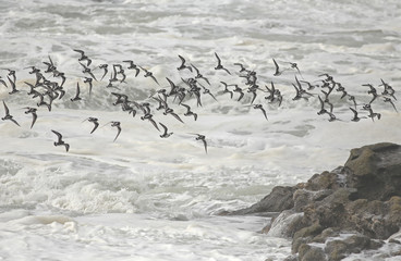 Stado shorebirds w locie nad morzem - 187391543