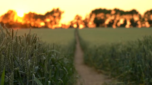 Pull focus, foreground to background, 4K clip of path through wheat or barley field blowing in the wind at sunset or sunrise