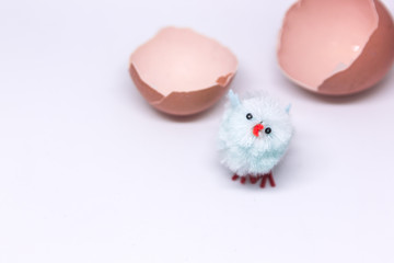 isolated blue chicken sitting in a shell on the background of a broken shell. concept of Easter