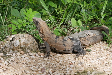 Chichen Itza