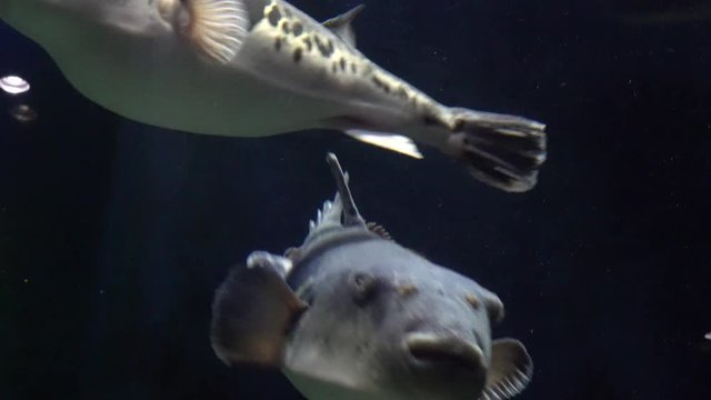 トラフグ