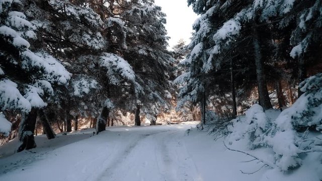 Walking on a forest path with fir trees at the first winter snow